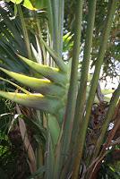 Pain Tressé à la Moutarde à l'Ancienne