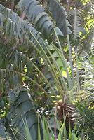 Pain Tressé à la Moutarde à l'Ancienne