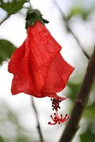 Pain Tressé à la Moutarde à l'Ancienne