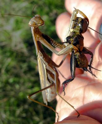 La vie trépidante d'une Mante religieuse (Mantis religiosa) 3