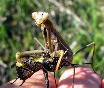 La vie trépidante d'une Mante religieuse (Mantis religiosa) 3