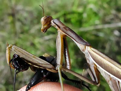 La vie trépidante d'une Mante religieuse (Mantis religiosa) 3