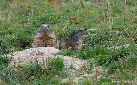 Deux marmottes sous une fine pluie d’automne…