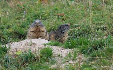 Deux marmottes sous une fine pluie d'automne...