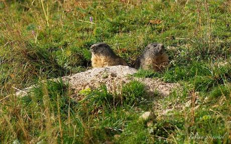 Deux marmottes presque prêtes pour l’hiver…