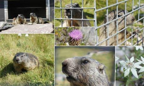 A la découverte de la Suisse