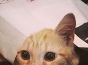 choses changé depuis j’ai chaton