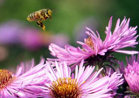 aster approche romi 23 sept  2010 p 030.jpg