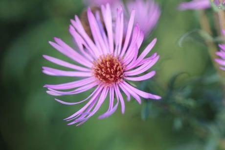 6 aster na romi 16 oct  2011 010 (1).jpg