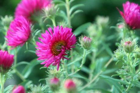 9 aster romilly 17 sept 2012 047 (2).jpg