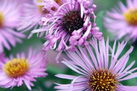 7 aster romi 3 oct  2010 041.jpg