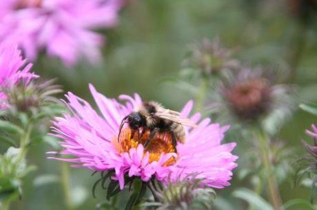 aster romi 3 sept 038.jpg