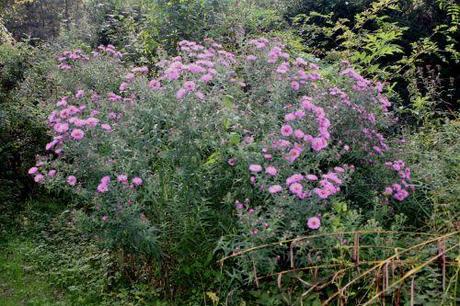 3 aster romi 21 sept 2013 163 (2).jpg