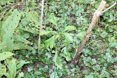 a ginkgo romi 22 sept 2013 010 (1).jpg