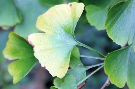 3 ginkgo fem romi 22 sept 2013 006 (4).jpg