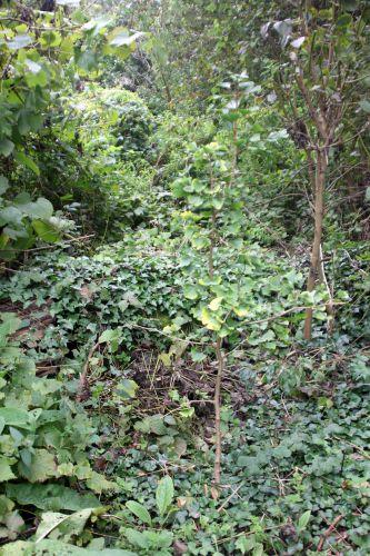 1 ginkgo fem romi 22 sept 2013 006 (1).jpg