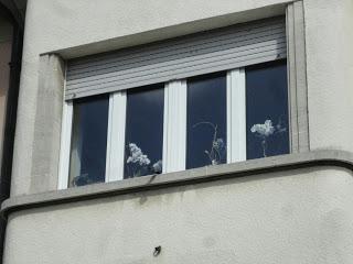 neighborhood watching  (les voisins regardent)