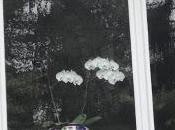 neighborhood watching (les voisins regardent)