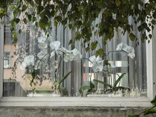 neighborhood watching  (les voisins regardent)