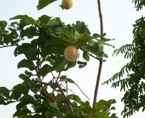 PHYTOTHÉRAPIE: Du Tramadol dans une plante africaine – Inserm et Angewandte Chemie