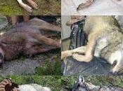 Savoie loup dans massif Thabor-Galibier prélèvement