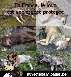 Rétrospectives des actualités loups en France 2013