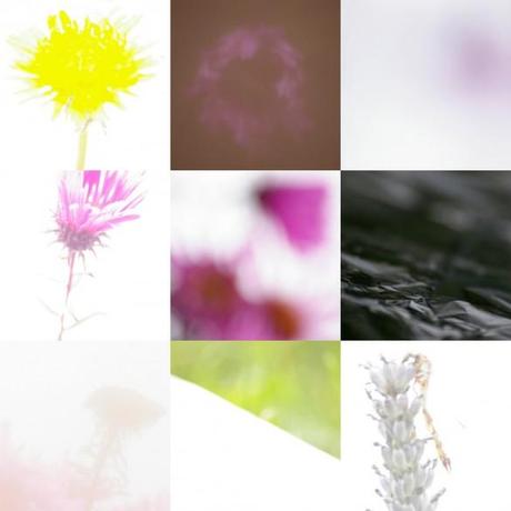 montage abstrait 9 585x585 5 astuces pour faire de la photographie nature abstraite