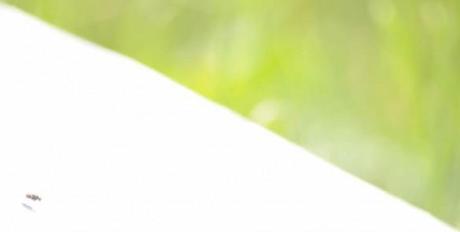 feuille alu 3 11 585x296 5 astuces pour faire de la photographie nature abstraite