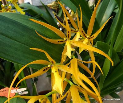 Passion Nantes , Passions Ochidées