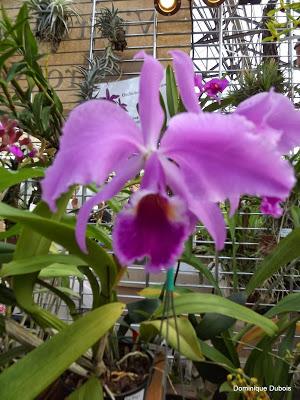 Passion Nantes , Passions Ochidées