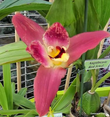 Passion Nantes , Passions Ochidées