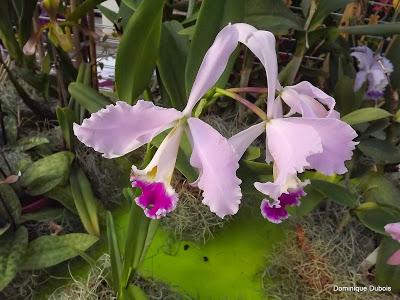 Passion Nantes , Passions Ochidées