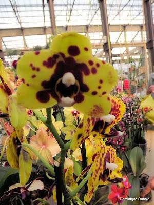 Passion Nantes , Passions Ochidées