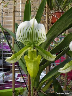 Passion Nantes , Passions Ochidées