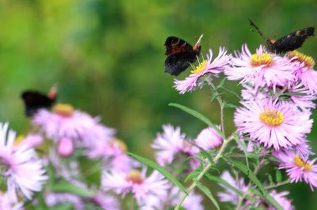 7 aster romi 28 sept 2013 064.jpg