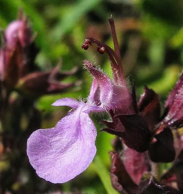 Deux Germandrées (Teucrium) thermophiles