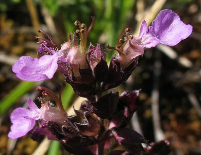 Deux Germandrées (Teucrium) thermophiles