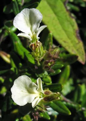 Deux Germandrées (Teucrium) thermophiles