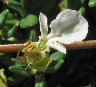 Deux Germandrées (Teucrium) thermophiles