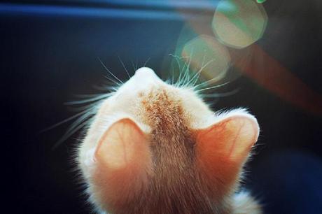 Le Papier du Dimanche #2 Chaton