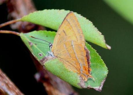 1 thecla betulae romi 29 sept 2013 081.jpg