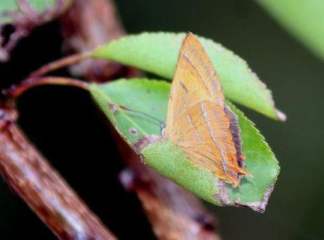 3 thecla betulae romi 29 sept 2013 080.jpg