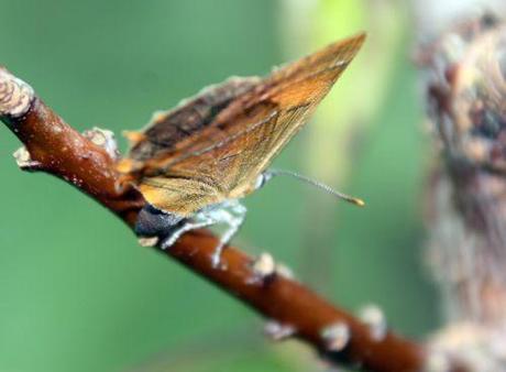 2 thecla betulae romi 29 sept 2013 108.jpg