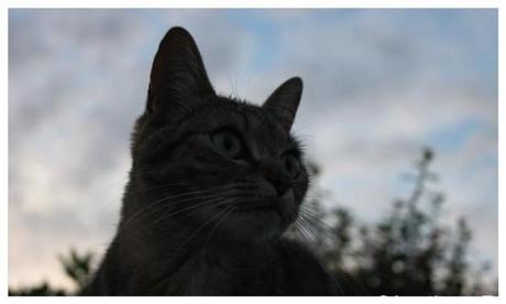 INSTANTS T. 106 (11)