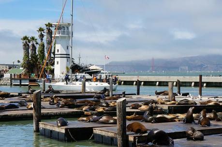 SF Fisherman's Wharf & Peer 39