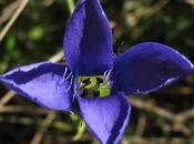 Gentiane ciliée (Gentianella ciliata, Gentiana ciliata)