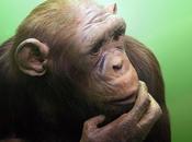 animaux pouvaient avoir émotions comme Hommes?