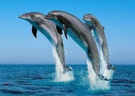 dauphins-2.jpg