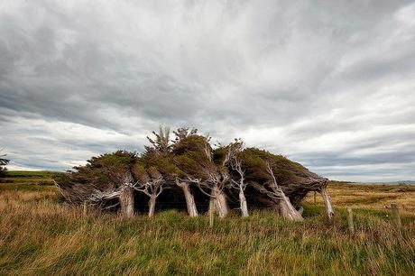 LES ARBRES DE SLOPE POINT