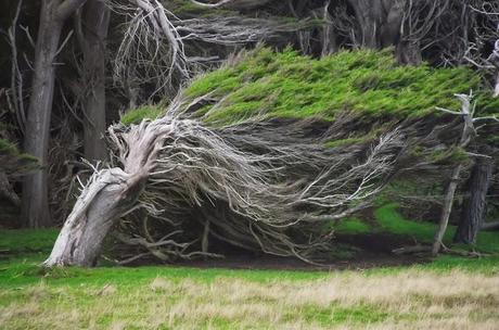 LES ARBRES DE SLOPE POINT